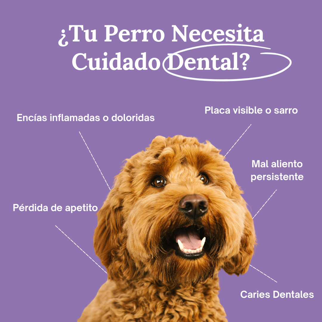 SmilePaws™ - Cuidado Dental nº1 para perros en España